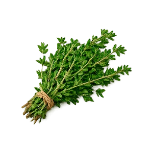 Librex — thym (Thymus vulgaris)